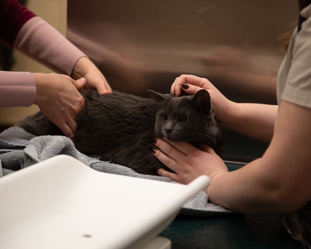 Routine Veterinary Exams in South Charlotte