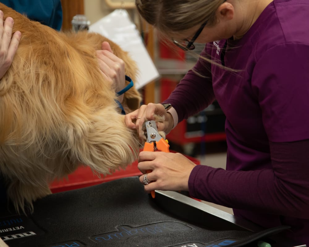 Nail Care | Sharon Lakes Animal Hospital