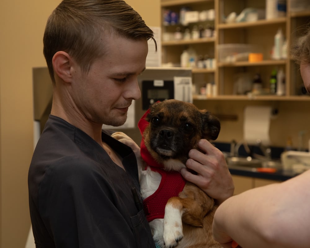 Geriatric Care for Cats & Dogs | Sharon Lakes Animal Hospital