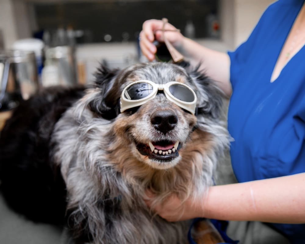 Non-Invasive Pain Treatment Pets | Sharon Lakes Animal Hospital